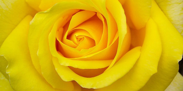 Découvrez la signification de la rose jaune et offrez-la à vos amis
