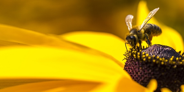 Ce que signifie rêver d'abeilles