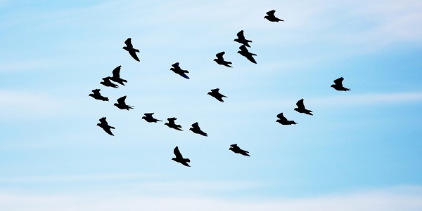 Rêver d'oiseaux - Décrypter le conseil ou la prédiction de ce rêve