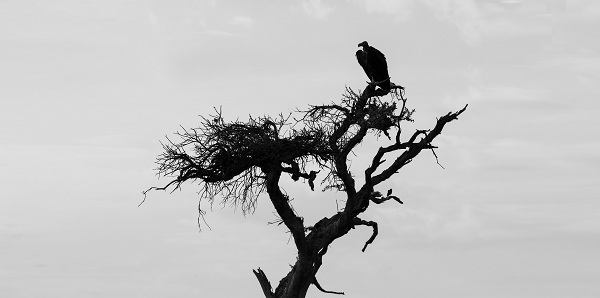 Découvrez les significations de rêver d'un vautour